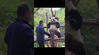 Giant Panda 🐼 Funny Dance Moves 😂 | #shorts #pandadance #funnyanimals #trending