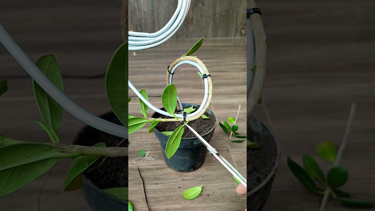 Trying to Learn to bend safely Ficus material‼️#asmr #bonsai #bonsaitree #garden #gardening