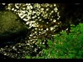 ☆彡川景色☆彡松任谷由実☆彡cover☆彡トット