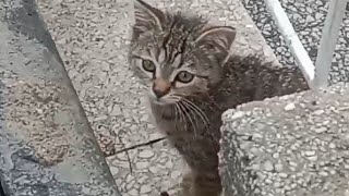 cute tiny kitten growing up!😍