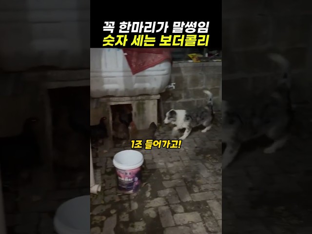 마지막 1마리 찾을 때 소름 돋음 ㄷㄷ (IQ 200 천재견)