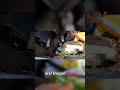 Found 'Em! Hood Struts &amp; What's Next for the Interior
