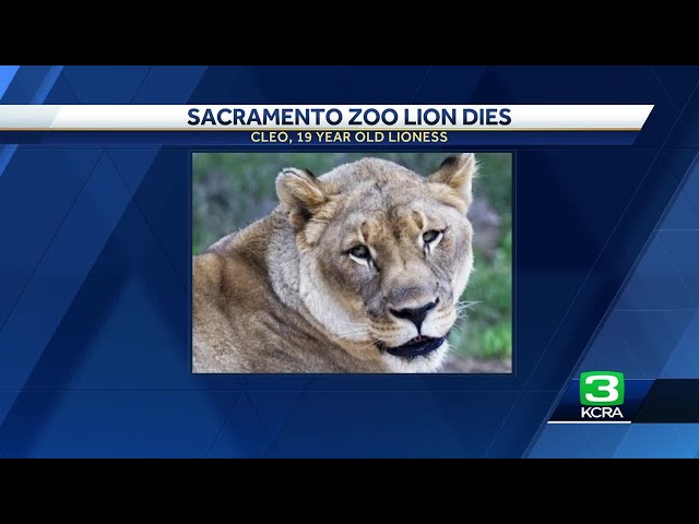 Sacramento Zoo announces death of beloved lion Cleo - YouTube
