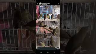 stock kolibri ambyar di satria birdshop.konin dan sogon redy#satriabirdshop #fypyoutube #birds