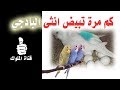 كم مرة تبيض انثى البادجي في السنة