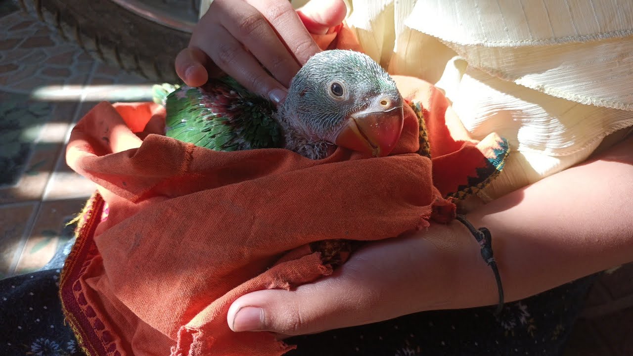 2nd Day of Baby parrot/parrot day life/lucknow fun club YouTube