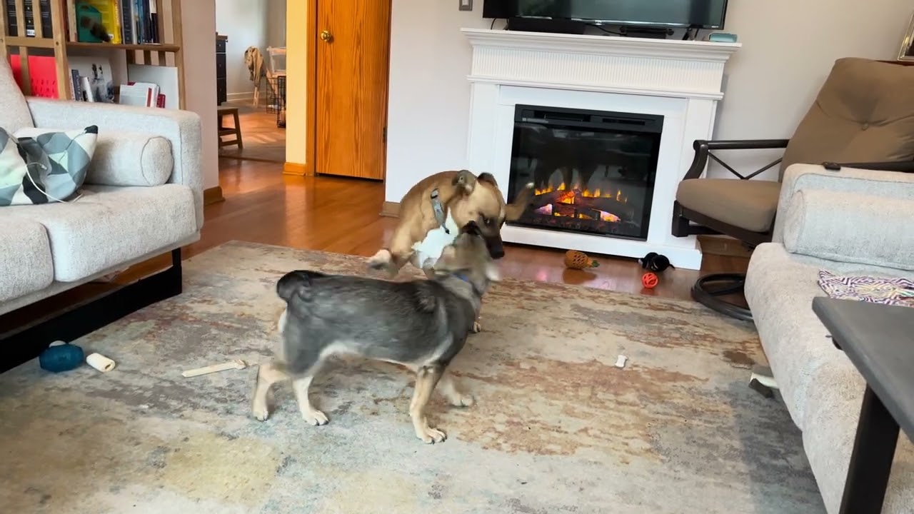 Halloween Fight (not really)! October 2022