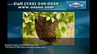 Pest Control Jackson NJ 732-504-3758 Ozane.com