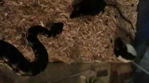 Junge Carpet Python Eats Rat