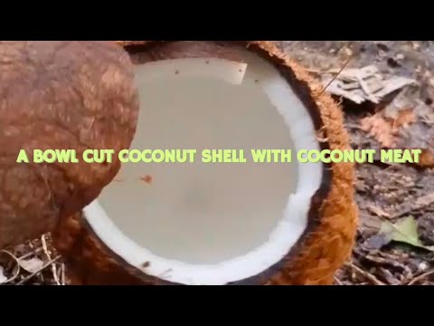 A BOWL CUT COCONUT SHELL WITH COCONUT MEAT #plants #asmr