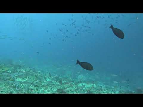 Diving at Barracuda Rock in Central Raja Ampat, West Papua, Indonesia.