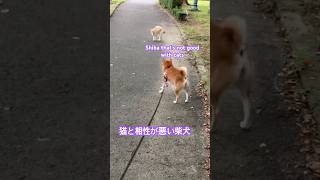 ある日の散歩道で #柴犬 #shibainu #shiba #cat