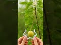 Amazing AI Fruit Transformation: Creative Shapes! 🍎🦋
