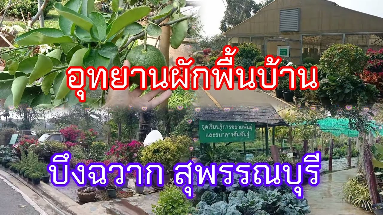 One Day Trip บึงฉวาก: นอกจากดูปลาแล้ว อุทยานผักพื้นบ้านมีอะไรดี?