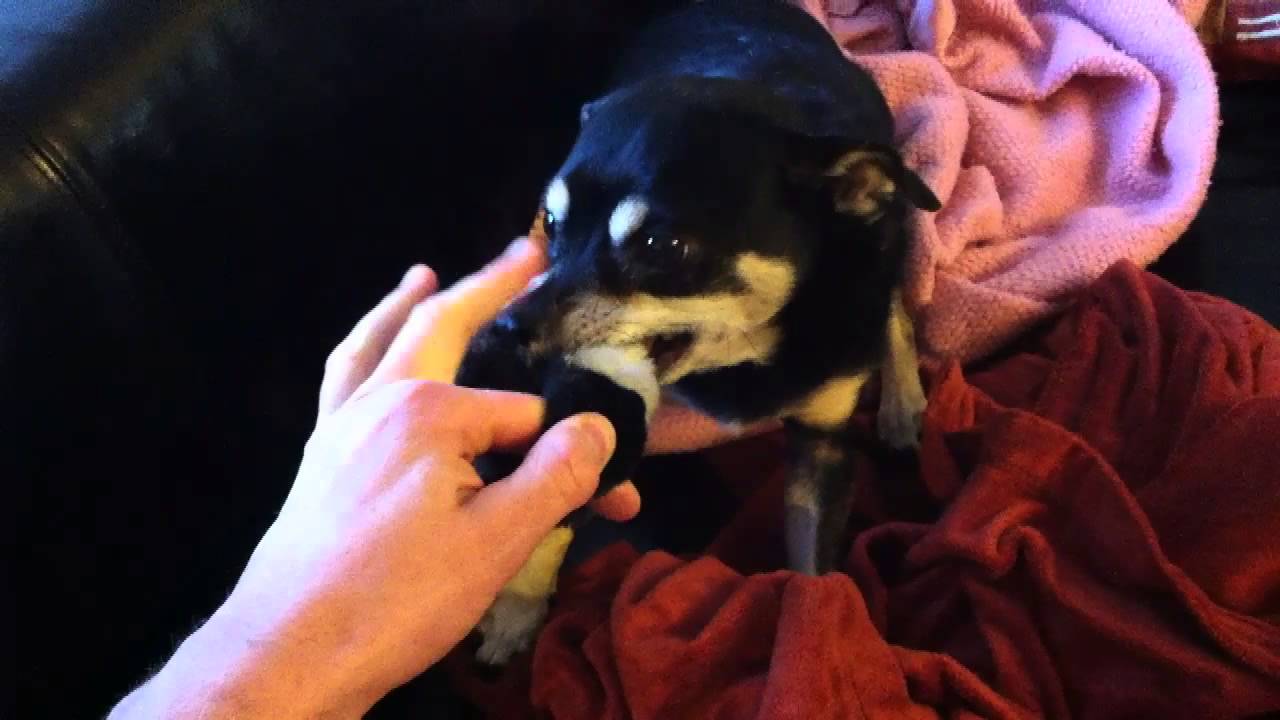 Finger in my dog's mouth (while he's playing with his toy) YouTube