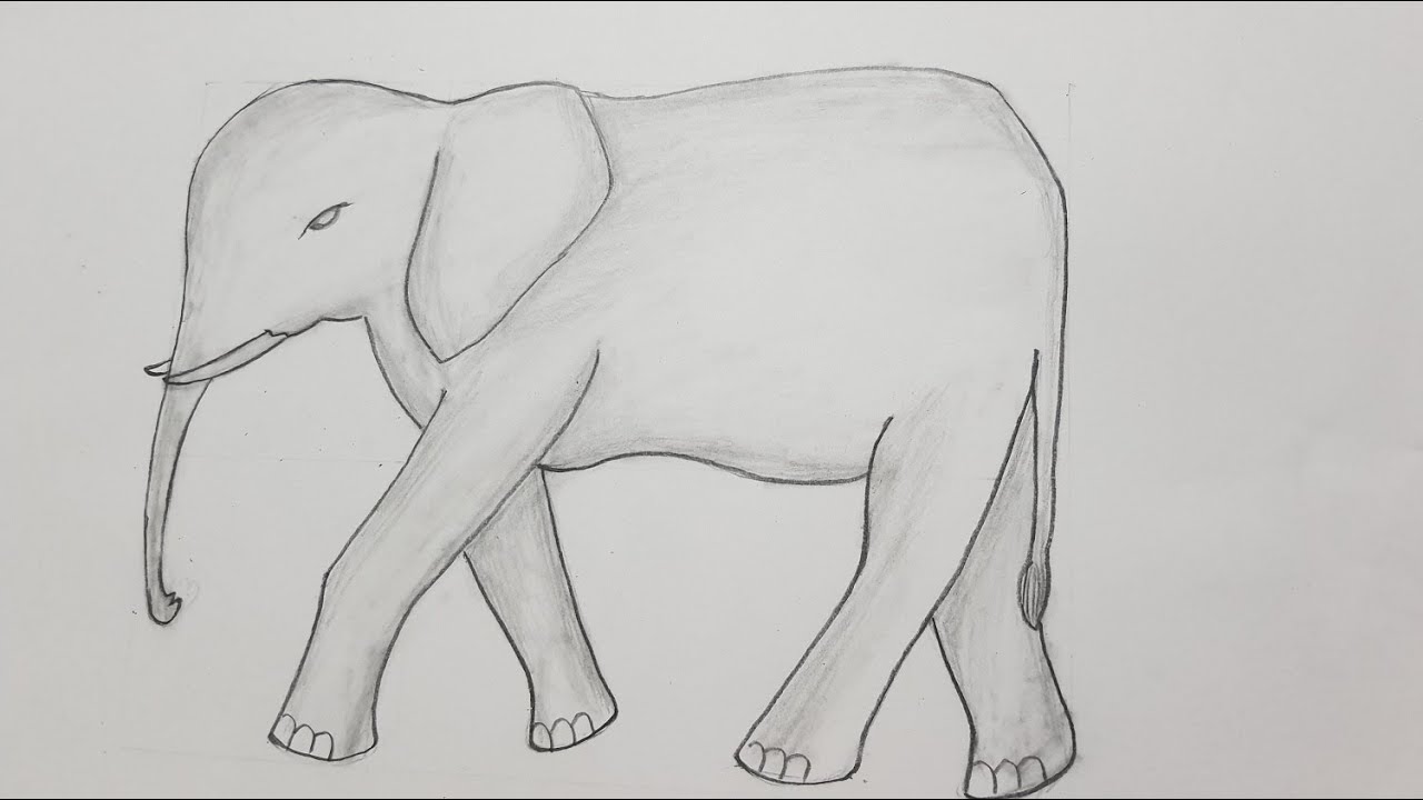 How To Draw Simple Elephant - Youtube