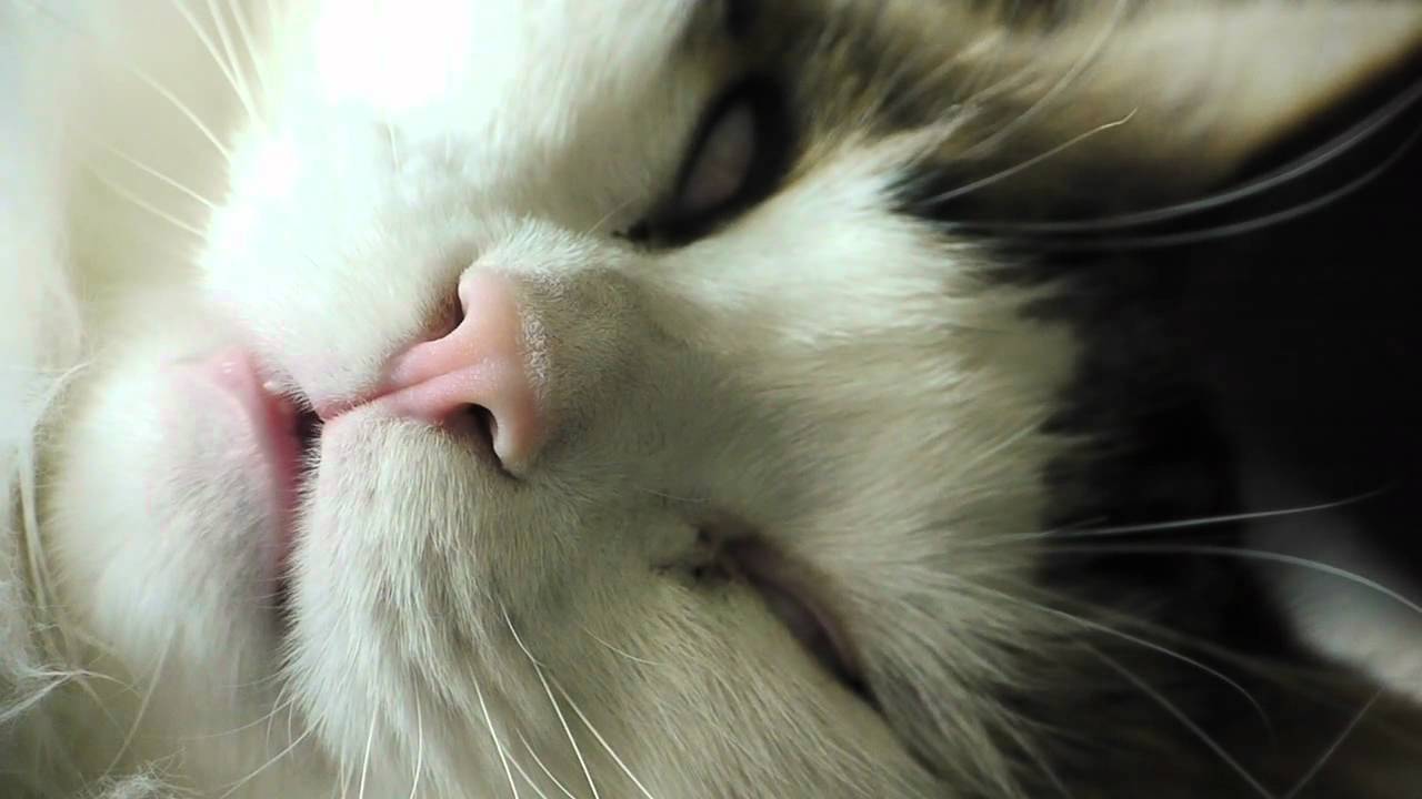 Cat S Third Eyelids 猫の瞬膜 Youtube