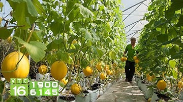 Bí quyết trồng dưa lê Hàn Quốc | VTC16