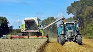 Claas Dominator Megas Harvest 2014 .  Moisson 2014 en France .