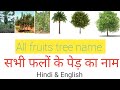 सभी फलों के पेड़ का नाम Hindi ओर English me