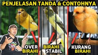 PERBEDAAN KENARI OVER BIRAHI | KURANG BIRAHI | STABIL BIHARI CIRI CONTOH BURUNGNYA