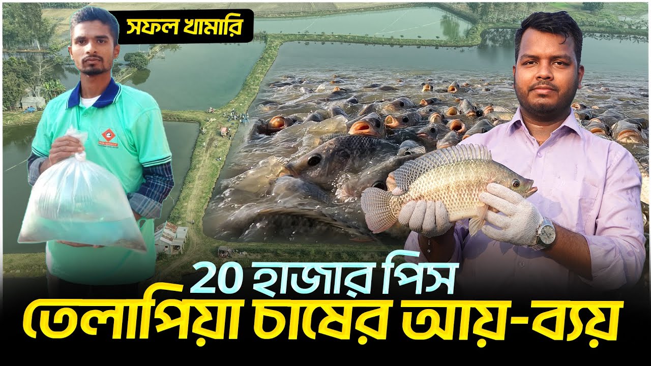 ২০ হাজার তেলাপিয়া চাষের আয়-ব্যয় || কিভাবে মনোসেক্স তেলাপিয়া চাষ করবেন || Monosex Tilapia fish