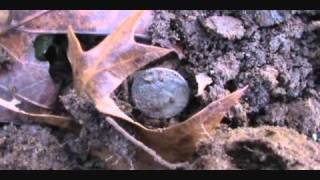 Metal Detecting - The Silver Coin Spill | Nugget Noggin