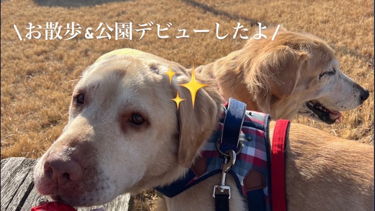 りお君公園＆お散歩デビュー✨