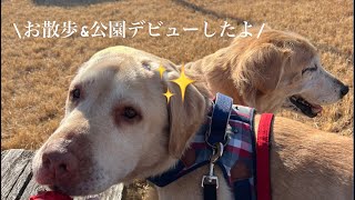 りお君公園＆お散歩デビュー✨
