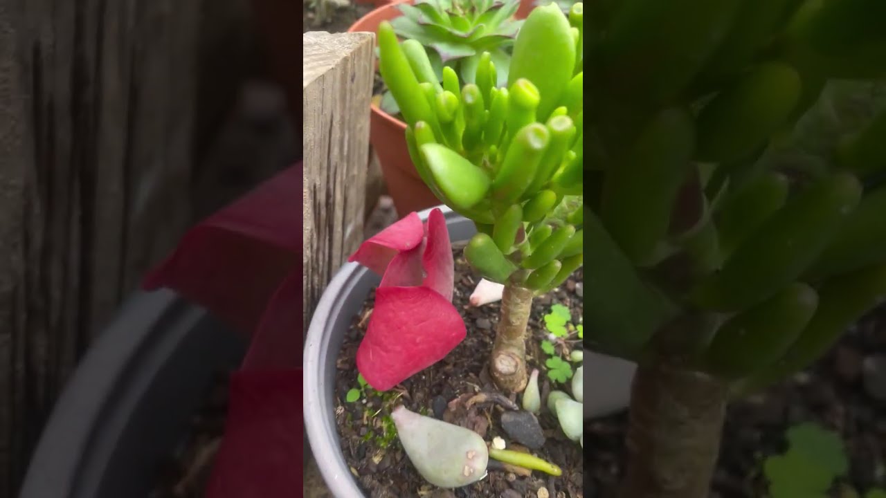 Como estão  as minhas suculentas 12 -2-26