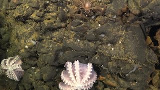 Scientists Discover World's Third Known Octopus Nursery