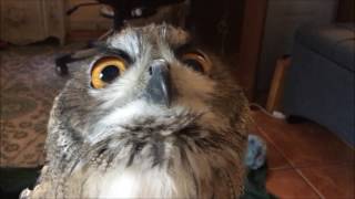 Tristan The Eurasian Eagle Owl