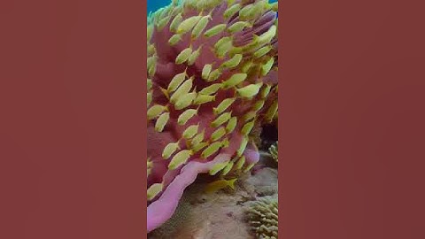 Zeroscope XL  Text2Video National Geographic Ocean Reef