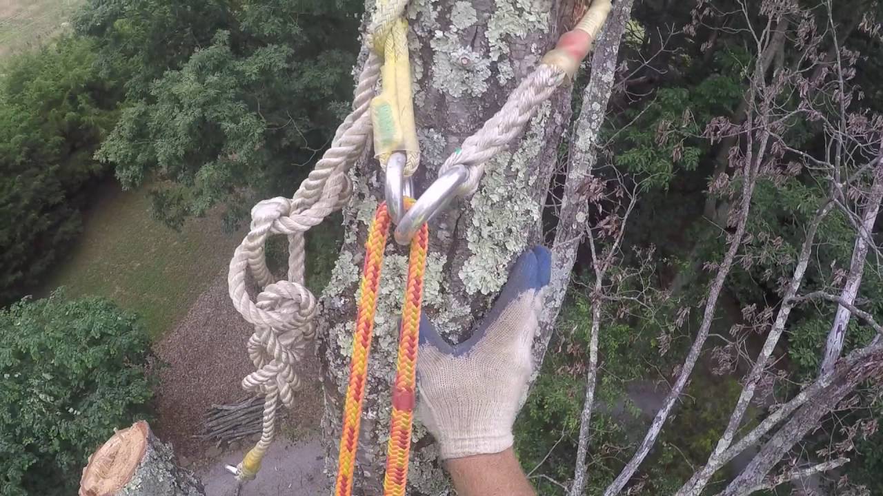 Dead Oak Removal - YouTube