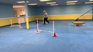 AKC ACT 1 RD A.  Zoey Handled by Debby Kay by Canines At Training 34 views 3 weeks ago 51 seconds