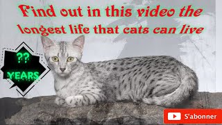 The longest lived cats species