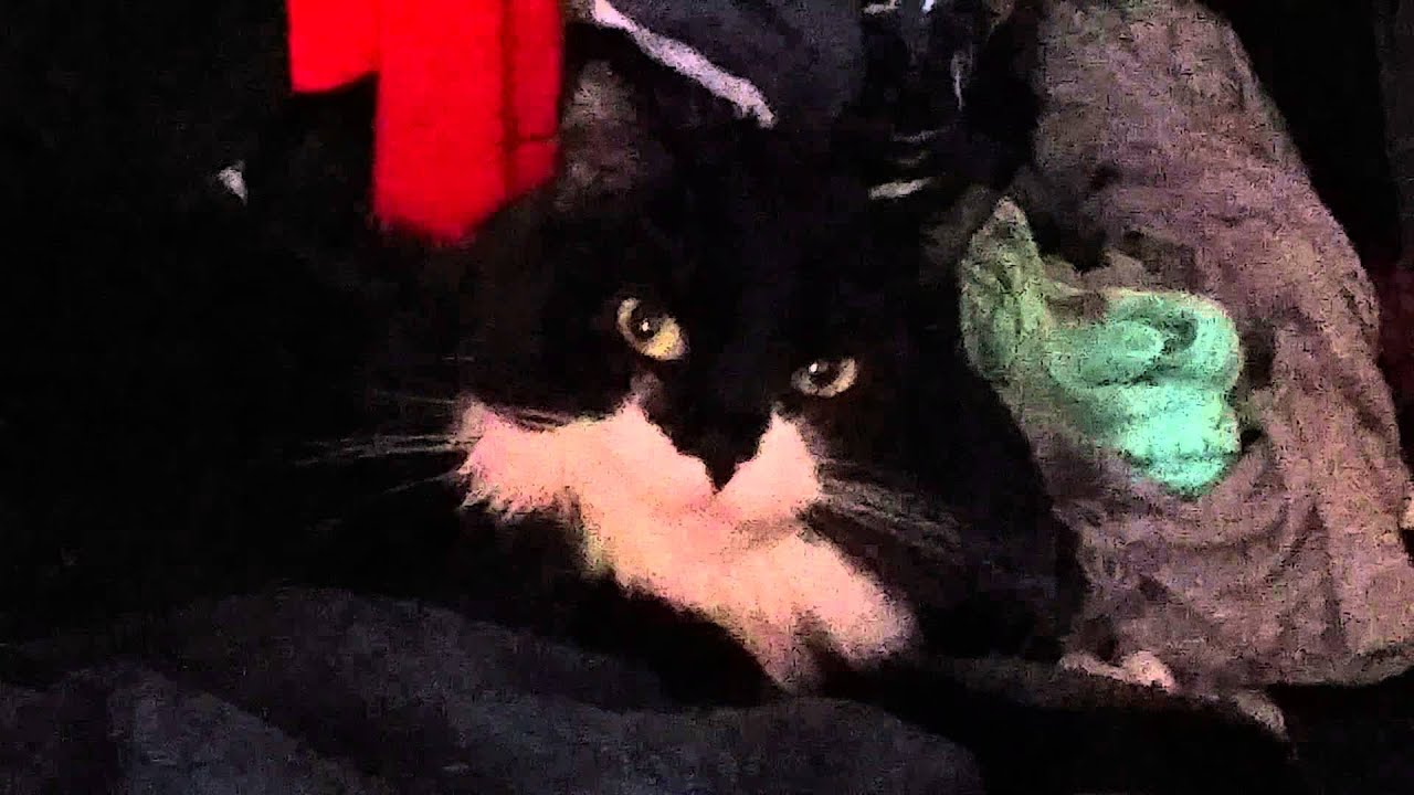 Black & white cat funny mouth movement :)