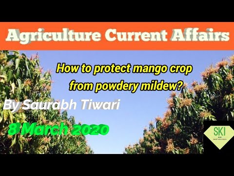 #MangoPowderymildewprotect आम की फसल को चूर्णिल फफूंदी नाशक से कैसे