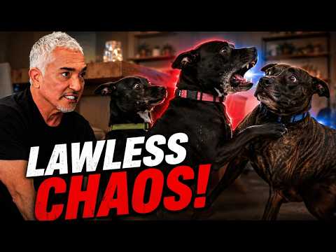 The Dog Who Was Running the Pack Like a Prison  | Better Human Better Dog S04E11