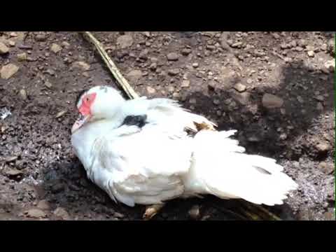 Esa pata necesita una piscina camera iphone 8 plus apk