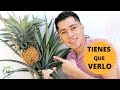 CULTIVO DE PIÑA EN CASA || EL HUERTO CITADINO