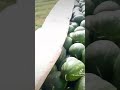 حنا مساكين 