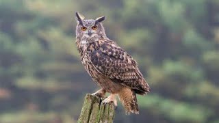 5 largest owls In the world
