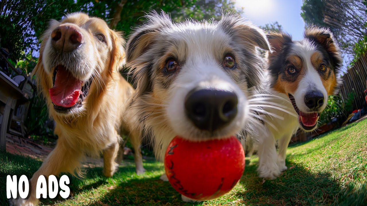 12 ЧАСОВ Dog TV для собак смотреть 🐶 Успокаивающая Музыка Собак Дома Одних & Снятие Тревоги💖Без Ads