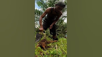 Harvesting cassava part 144 #shorts #farming #cassava #nature  #cassavaroots #cassavafarming