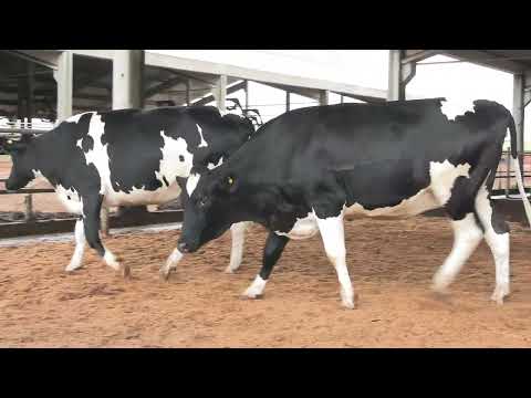 LOTE 27 • 3º LEILÃO NOVILHAS GIROLANDO CANTO PORTO • 22 DE FEVEREIRO • REMATEWEB • 10711  10399