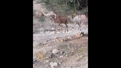 تلاوة خاشعة عطرة مباركة جميلة عذبة للشيخ عبدالرحمن السديس ماتيسر من سورة الفرقان