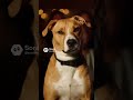 #comedy #shorts