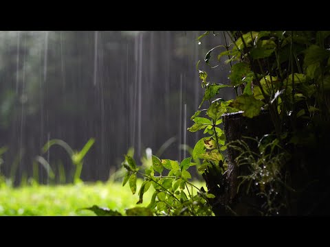 푸르른 잔디밭위에 내리는 여름빗소리 ASMR, 양평 들꽃 수목원