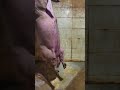 二師兄吊掛